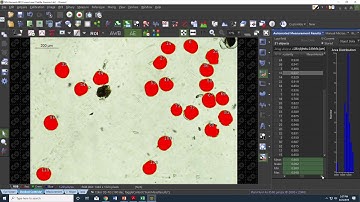 Automated bivalve larval measurements using NIS-Elements