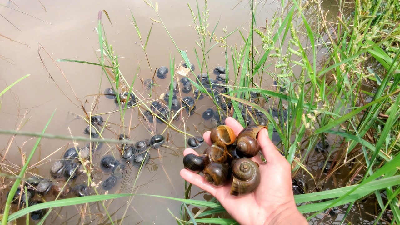Taking Snails On Canal At Countryside