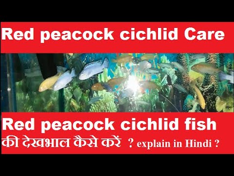 Red peacock Cichlid fish Care || Cichlid fish Care ||