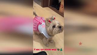 Собачка Ольги Бузовой модница!