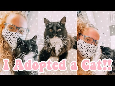 Video: Hilarious Cat Adoption Profiles vil gøre dig til et spyttag!