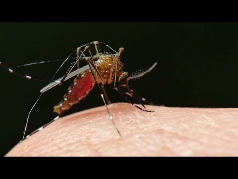 come-proteggesi-dalle-zanzare