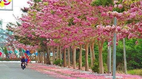 Con đường 160 cây kèn hồng nở rực rỡ ở Sóc Trăng