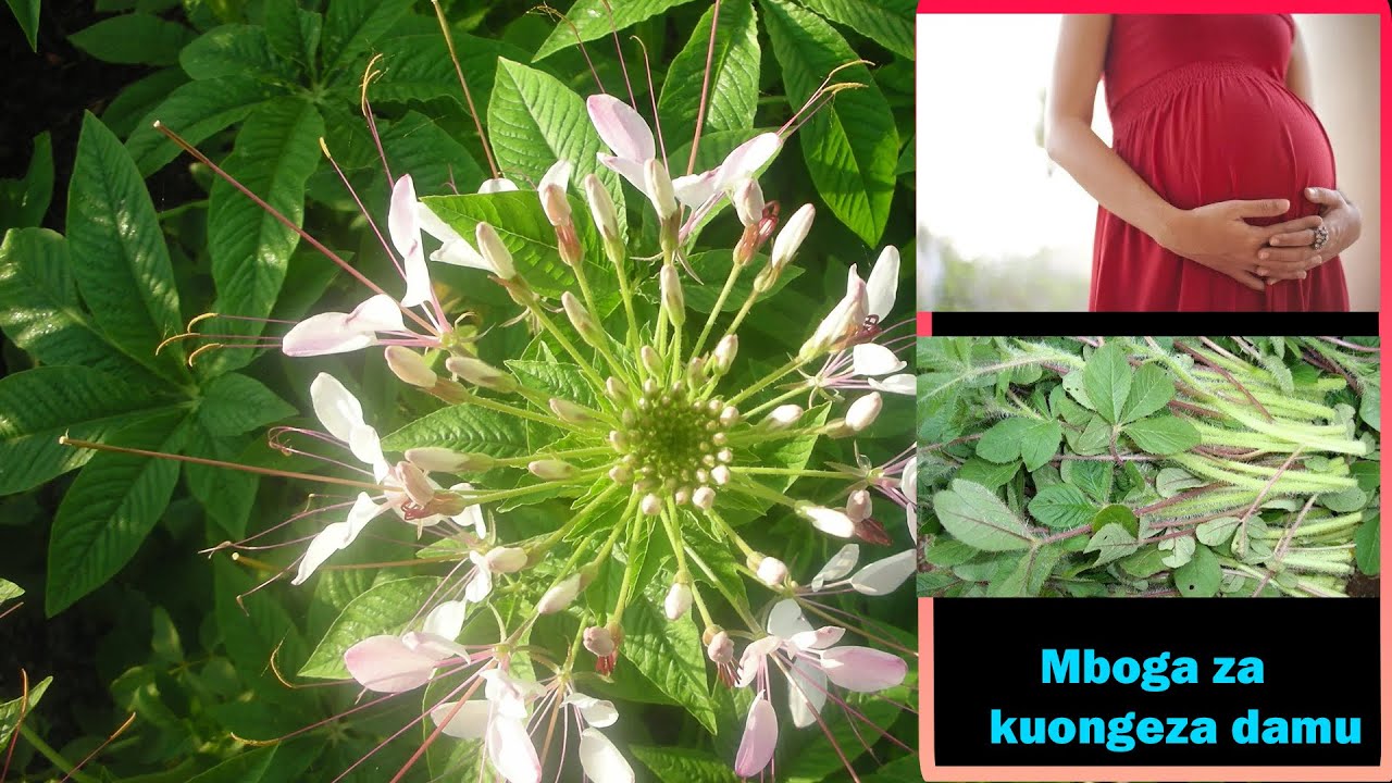 Ukila mboga hii utaongeza damu haraka ikiwa uko mjamzito .vyakula vya