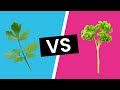 Italian Parsley vs. Curly Parsley - What's the Difference?