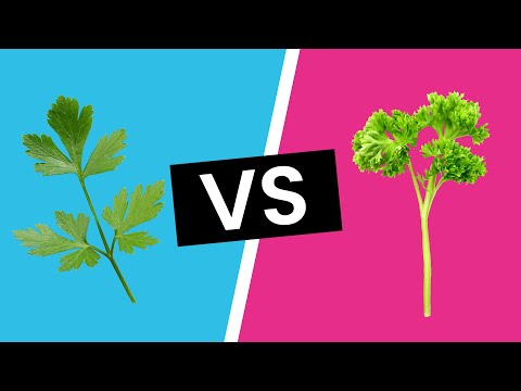 Video: Persilletyper: Lær om forskjellige typer persille for dyrking