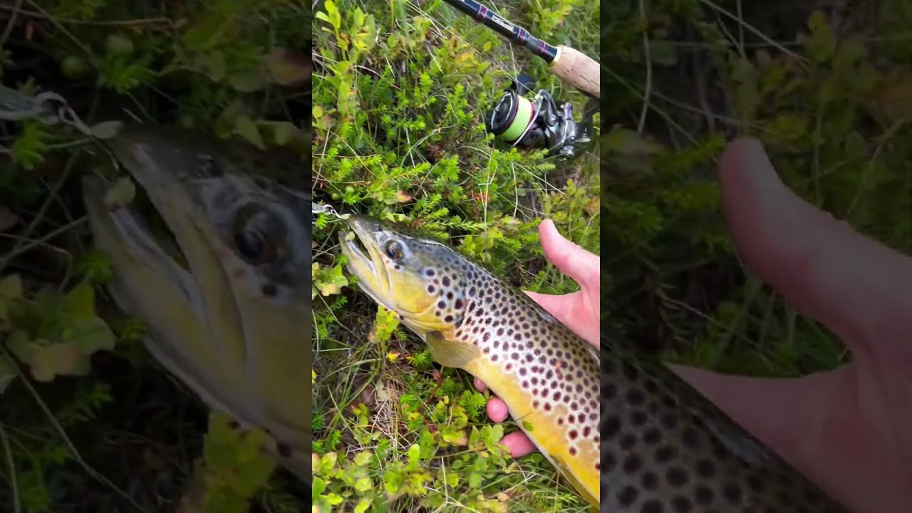Fishing trip in the mountains of Norway. 