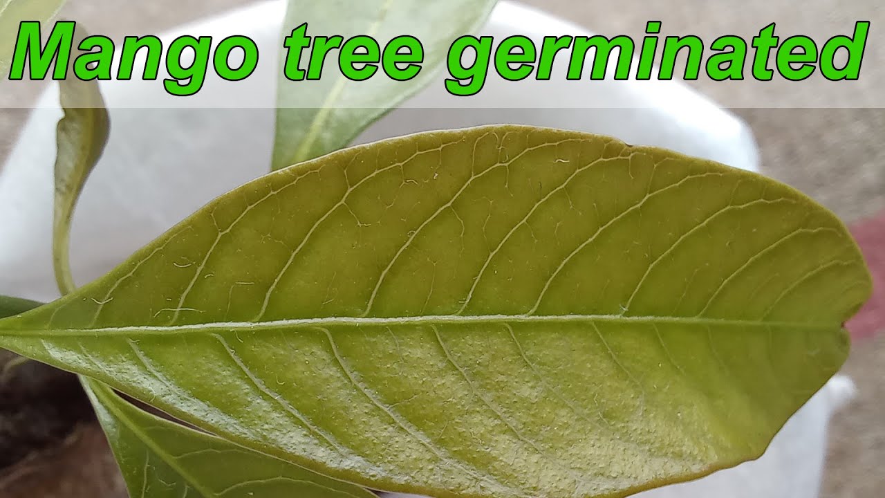 My Mango seed germinated and another plants update