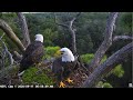 1 Eaglet 1 Egg - NEFL Cam 1 - Live Bald Eagle Cam