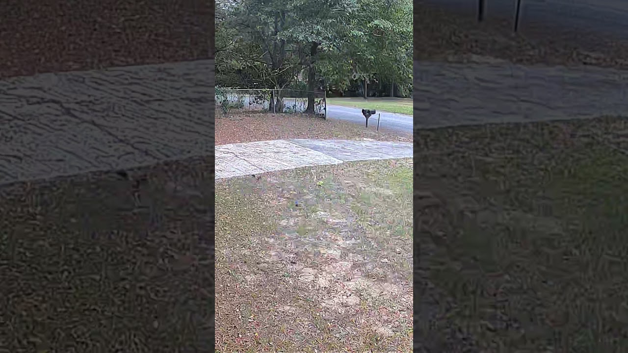 Bird had to check out my security camera. Not an AI video. 