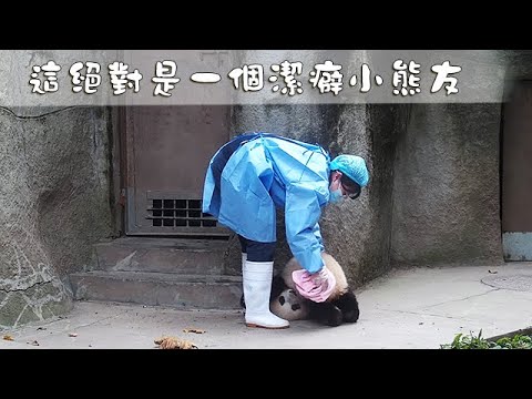 《熊貓早晚安》這絕對是一個潔癖小熊友 | iPanda熊貓頻道