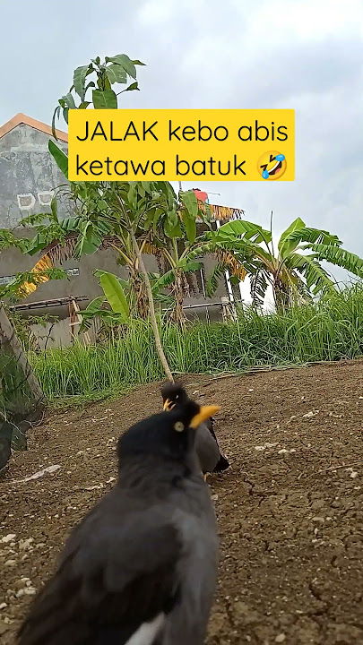 Burung Jalak kebo abis ketawa batuk wkwkwkwk...