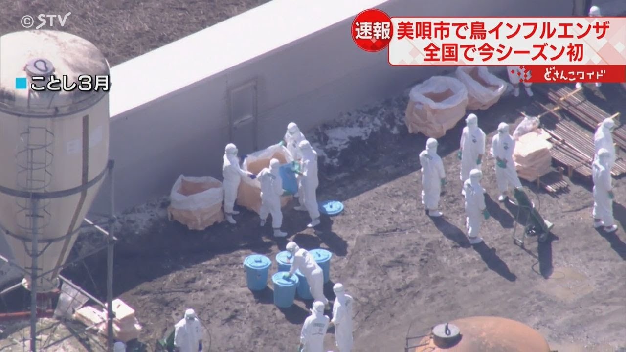 野鳥の死骸から高病原性鳥インフルエンザを確認 北海道・美唄市 全国で今シーズン初 - YouTube