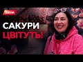 Закарпаття 🌸 Сади САКУРИ — живі КАДРИ ЦВІТІННЯ