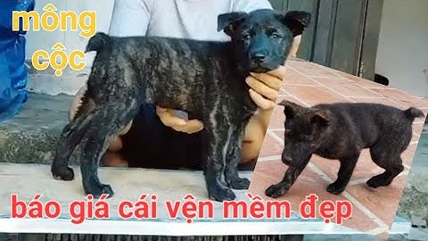 báo giá cái vện mầm đẹp báo giá chó mông cộc cái vện đẹp rẻ