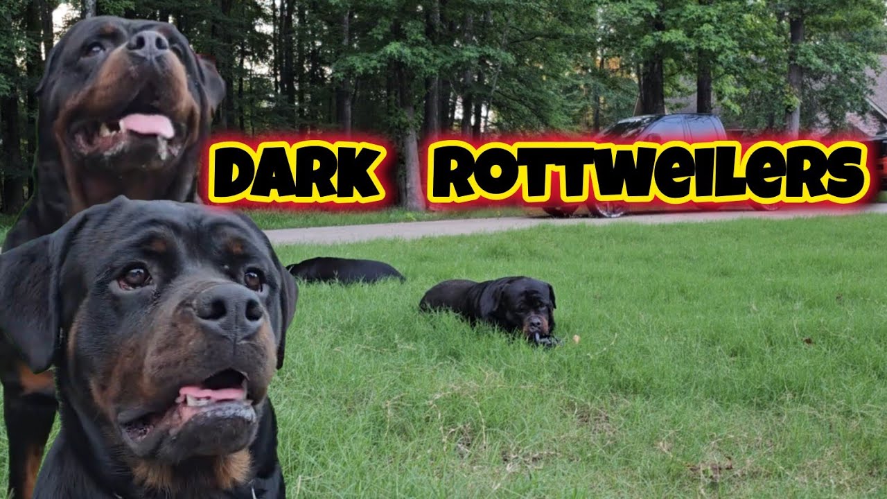 Arkansas and Ocee Dark Rottweilers! - YouTube