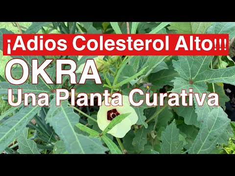 Video: Variedades de plantas de okra: información sobre los diferentes tipos de plantas de okra: conocimientos de jardinería