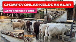 NASILDOR BUQALAR SEZON BOSHLANDI ARZONCHI KAROL QAYTDI