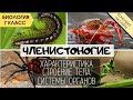 Тип Членистоногие. Биология 7 класс. Классы Ракообразные, Паукообразные, Насекомые, Многоножки. ЕГЭ