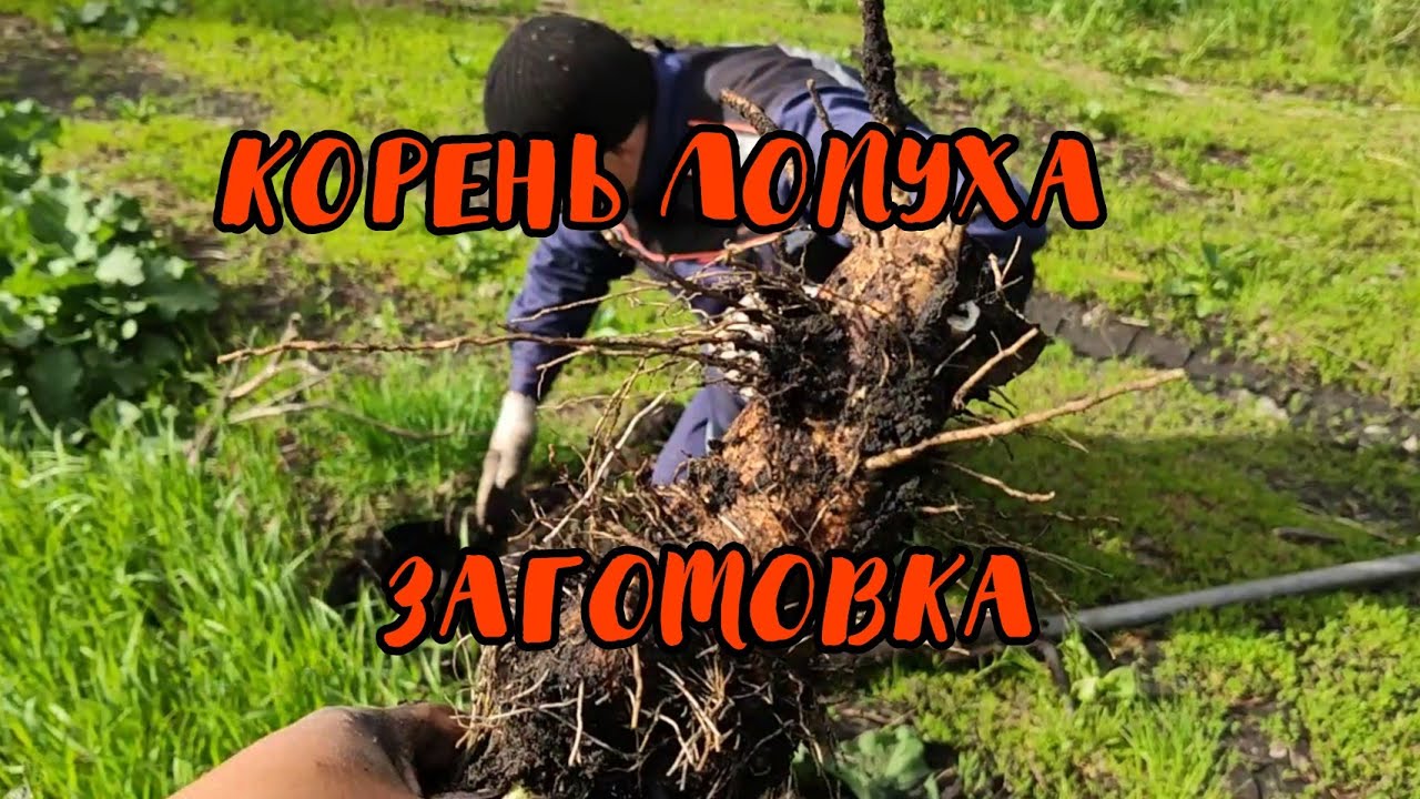 #ЛОПУХ . Заготовка корней лопуха - YouTube