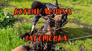 #ЛОПУХ . Заготовка корней лопуха