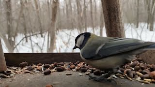 Синицы в кормушке замедленная съемка (Tit and squirrel slowmo)