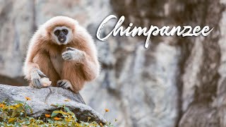 Chimpanzee | Sound Effect (Copyright Free)