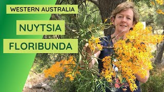 Western Australian Christmas Tree - worlds largest PARASITIC plant! Moodja / Nuytsia floribunda. screenshot 4
