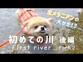 初めての川遊び②後編/ポメラニアンの犬かき！？泳げるの！？【ポメラニアン はる】犬