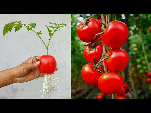 🍅grow tomato tree by unique way