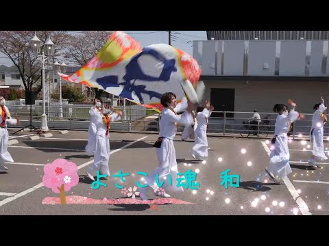 「よさこい魂　和」テームズ会場2日目　秦野元気祭り2022～春の陣～　2022/04/10（日）