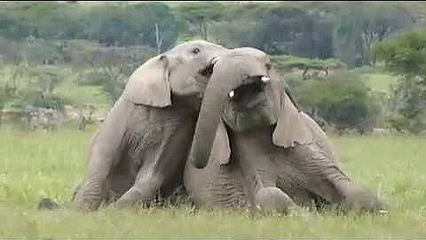 Elephant's play behavior - video compilation narra...