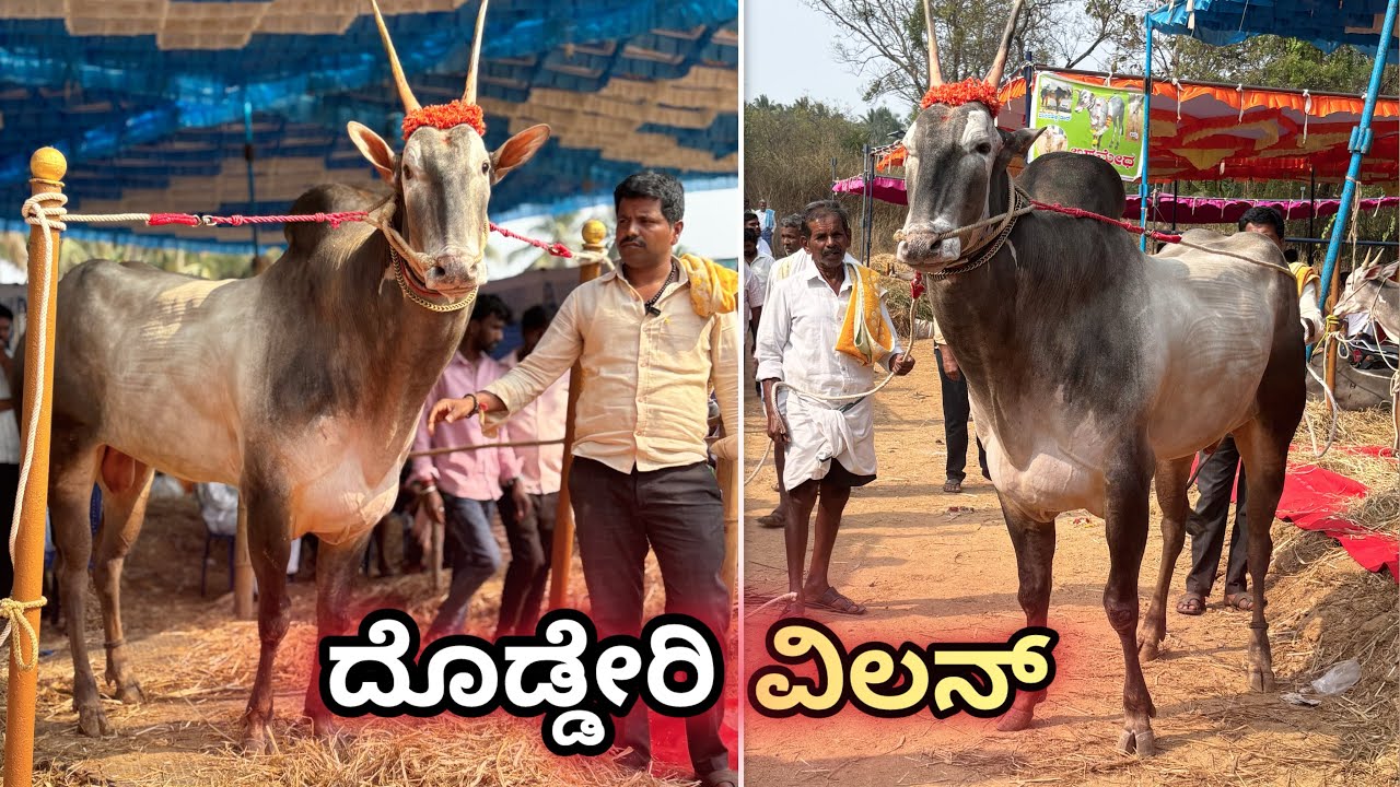 Dodderi Villian Hallikar stud bull in kengal cattle fair