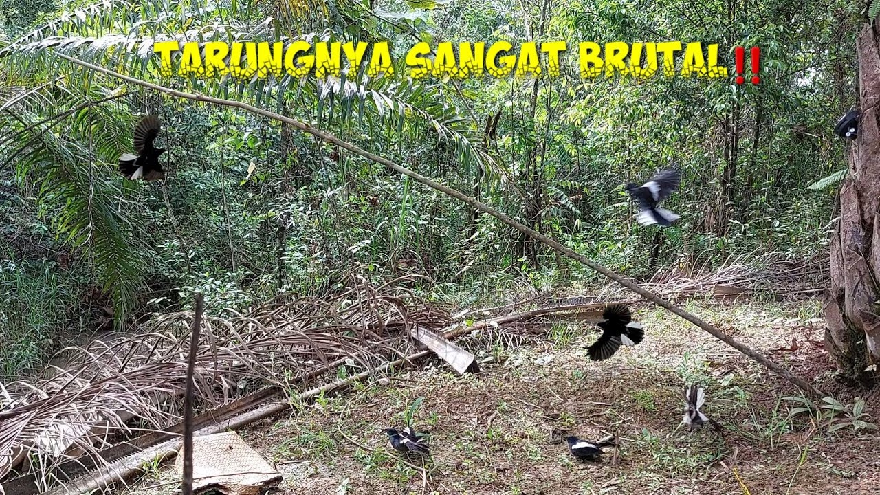 mikat burung kacer main kroyokan yang datang sekampung⁉️