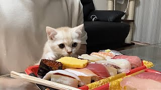 生まれて初めて子猫がお寿司を見たら大変なことになりましたw
