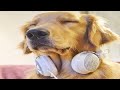 落ち着きのない犬をリラックスして眠りに設計された犬のための音楽 【 DOGS MUSIC BGM平成29