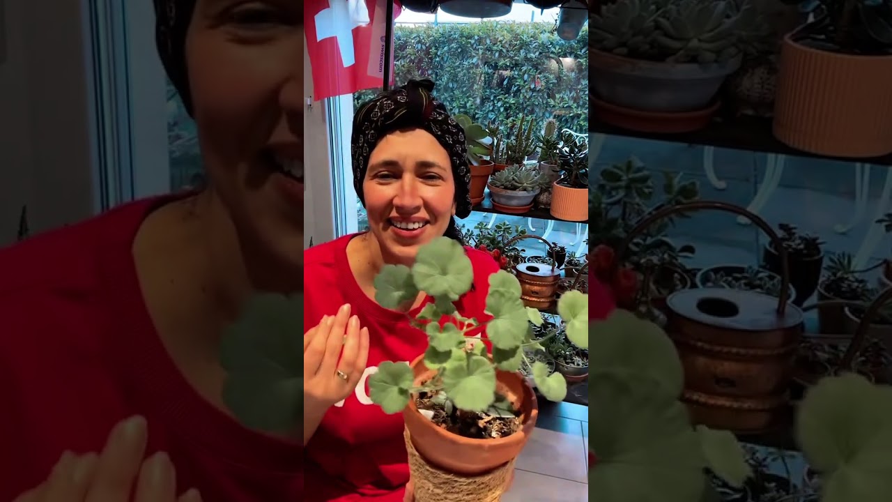 لايف ليندا الجزائرية لايف هبال 😂