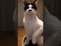 昭和レトロなオモチャに桁外れの猫パンチを繰り出す猫#shorts
