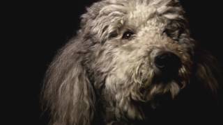 Собачье сердце / Heart of a Dog (2016) Трейлер с субтитрами HD Собачье сердце / Heart of a Dog (2016) Трейлер с субтитрами HD