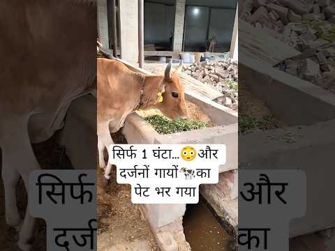 सिर्फ 1 घंटा और दर्जनों गायों का पेट भर गया🐄#Gaumata #CowFeeding #Gaushala #AnimalFeeding #CowLover