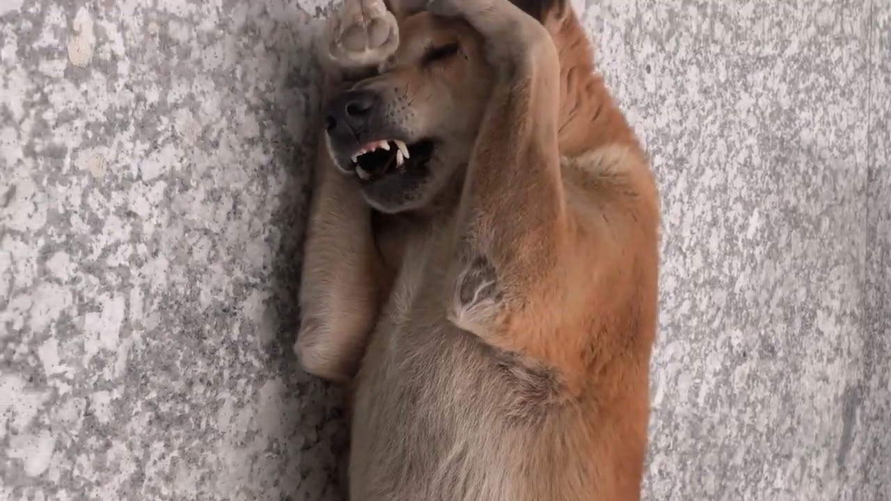 Dogs ar not our whole life, but they make our lives whole & My heart belongs to my furry friend. ❤️🐾