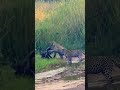 3 Leopards Have Epic Battle with Honey Badger #shorts #animals #wildlife #wildanimal