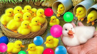 Mencari bebek lucu, Bebek berenang, menangkap bebek angsa, Duck,ikan, dan ayam warna warni.
