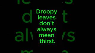 Overwatering can cause drooping too.#plantproblems  #plantcaretips