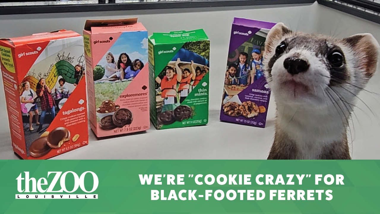 We're "Cookie Crazy" for Black-Footed Ferrets!