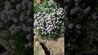 Kaskaden Thymian in der Blüte #garten