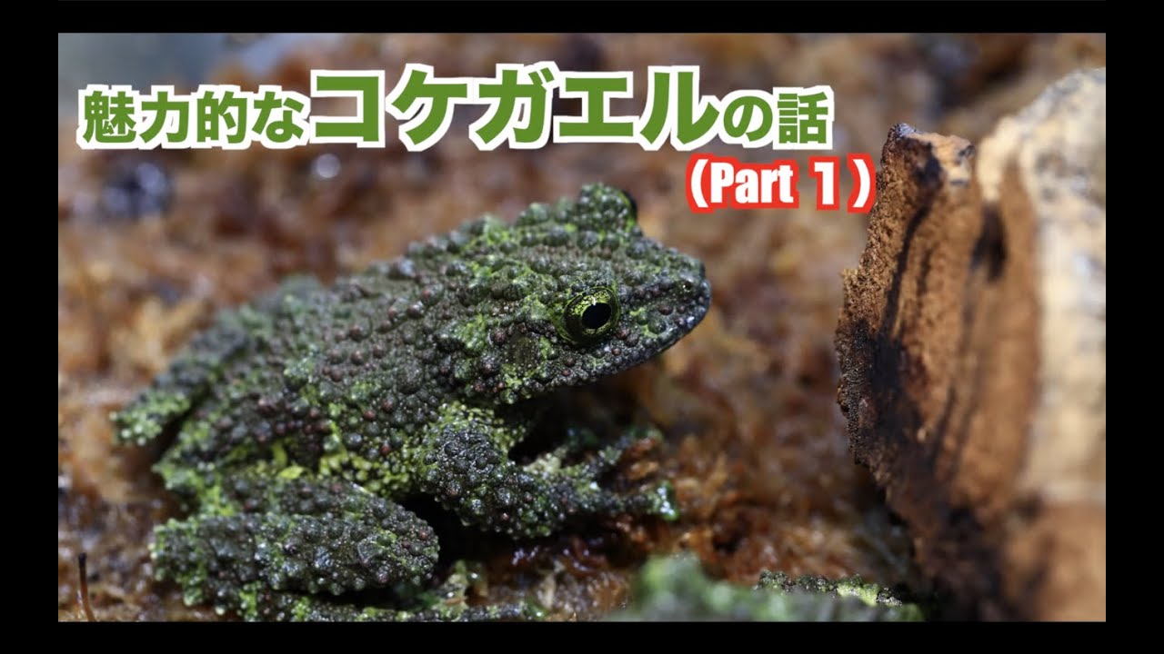 苔みたいなカエルを飼育してます。