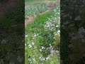 #ASMR#beautiful flowers of coriander leaves#satisfying#short#