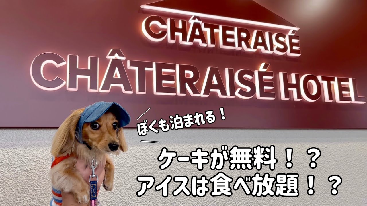 シャトレーゼホテルが最高すぎた…【犬と旅行】