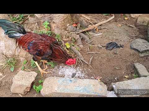 COCK EATING FOOD